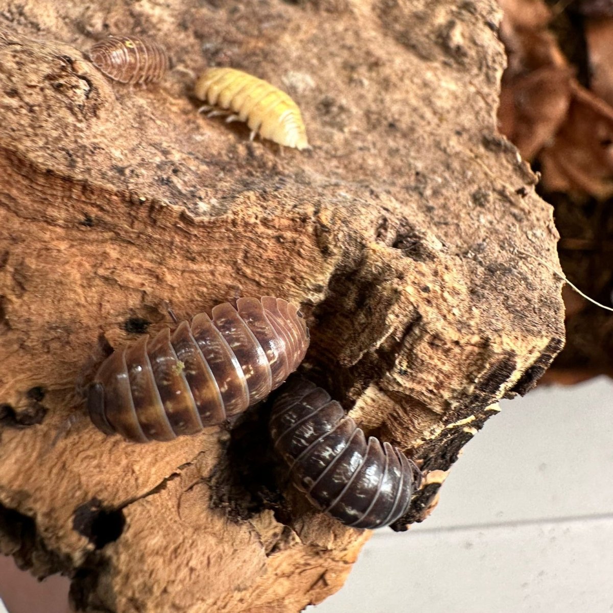 Armadillium vulgare "St Lucia" - TerraLife
