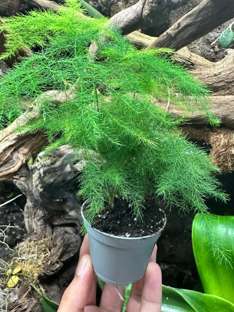 Asparagus plumosus - TerraLife