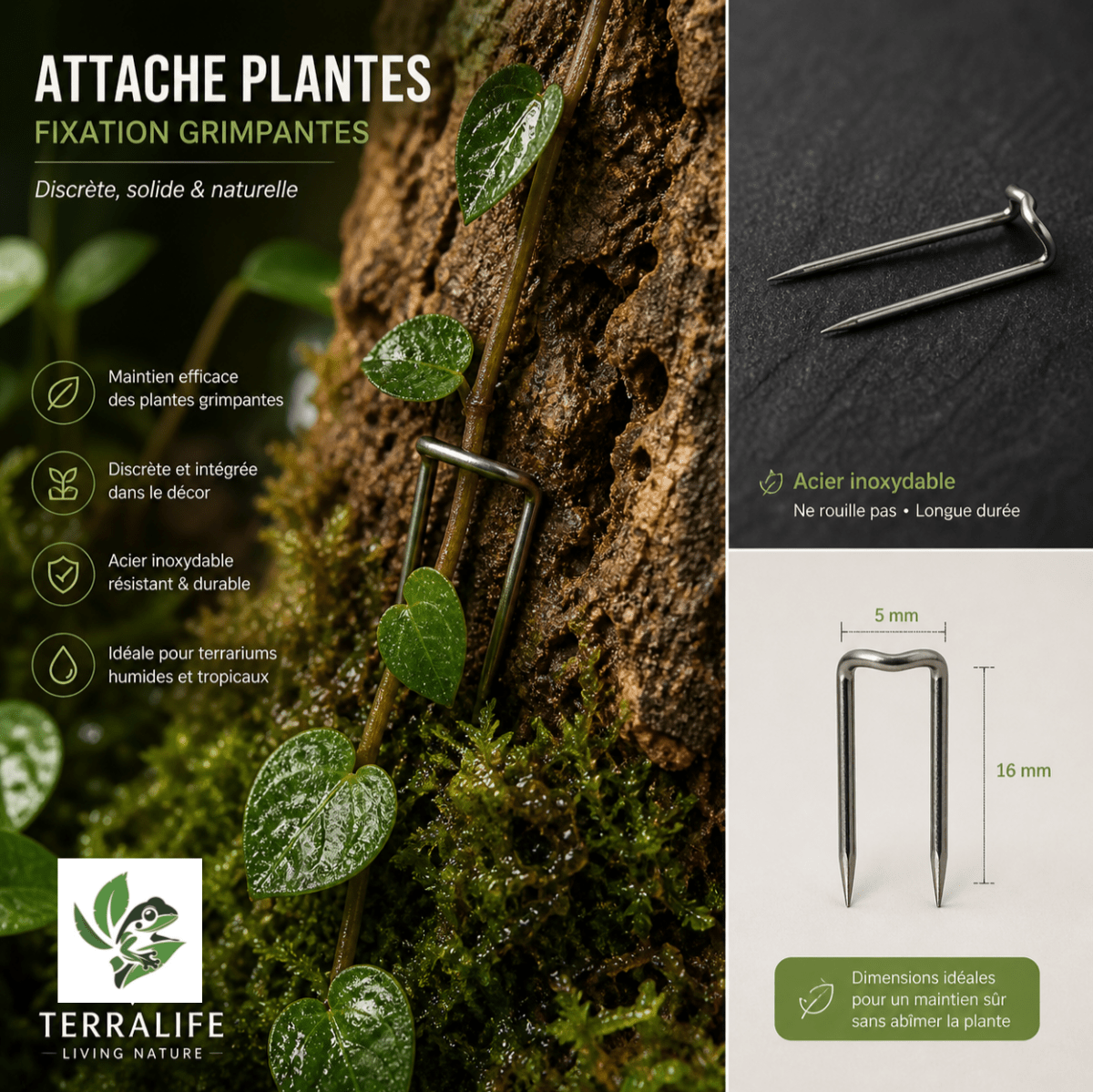 Attache Plantes – Fixation Grimpantes Terrarium - TerraLife