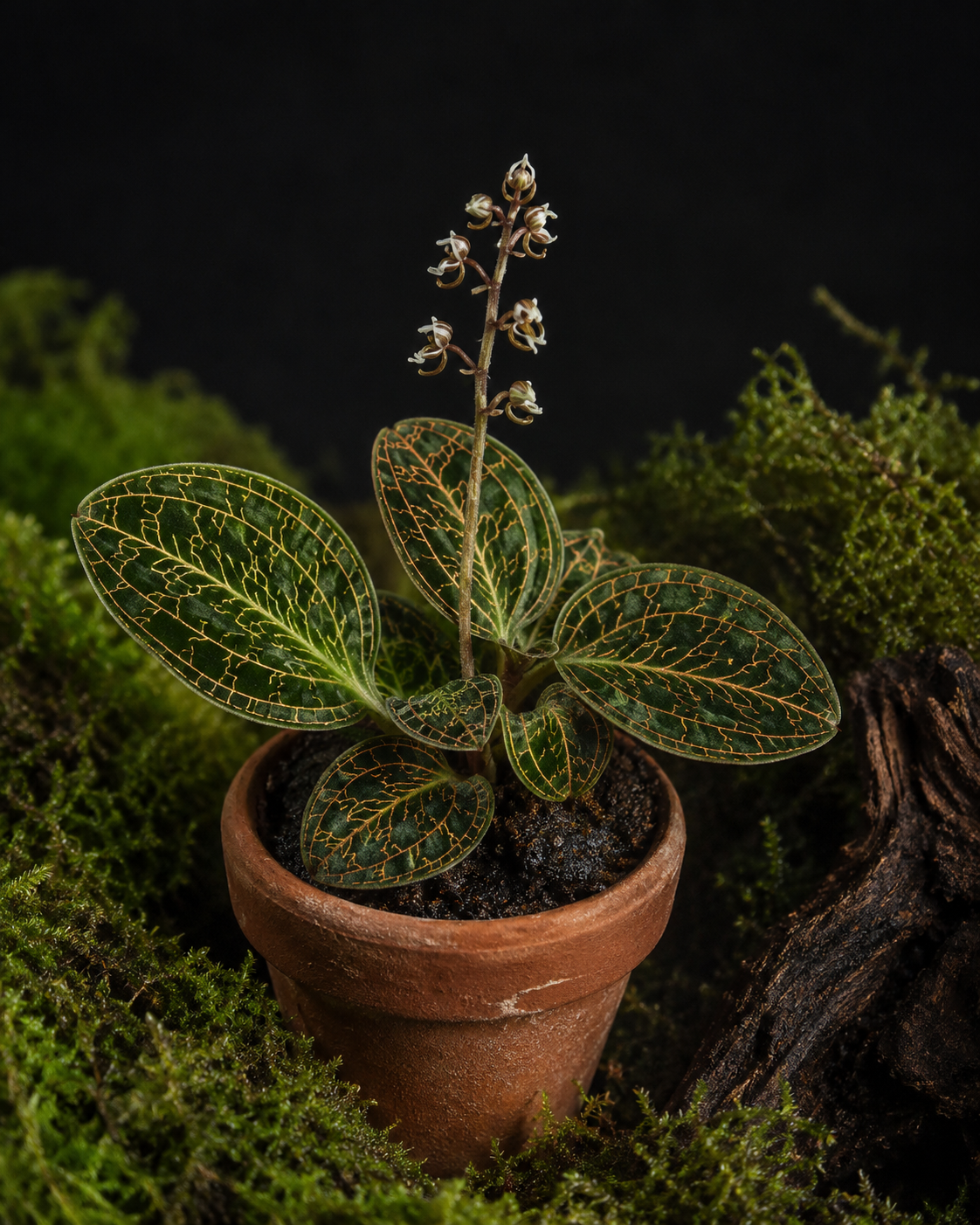 Macodes petola – Orchidée Bijou Terrarium Tropical
