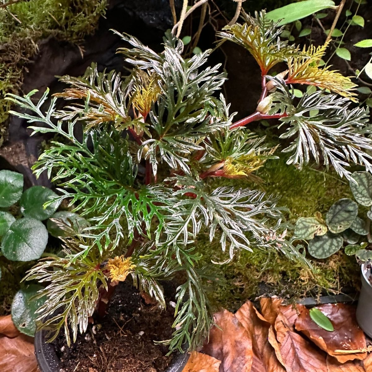 Lot De 3 Plantes De Terrarium Vivantes - Cordeline Red Edge, Hemigraphis Exotica, Ophiopogon Gigantea - AquaOne