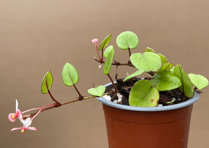 Begonia Elaeagnifolia "Schulzei" – Plante Rare - TerraLife