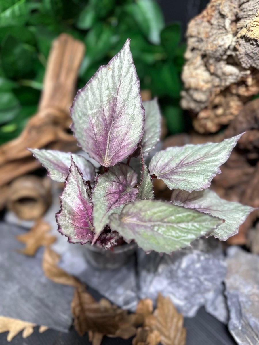 Begonia Rex Hybride - TerraLife