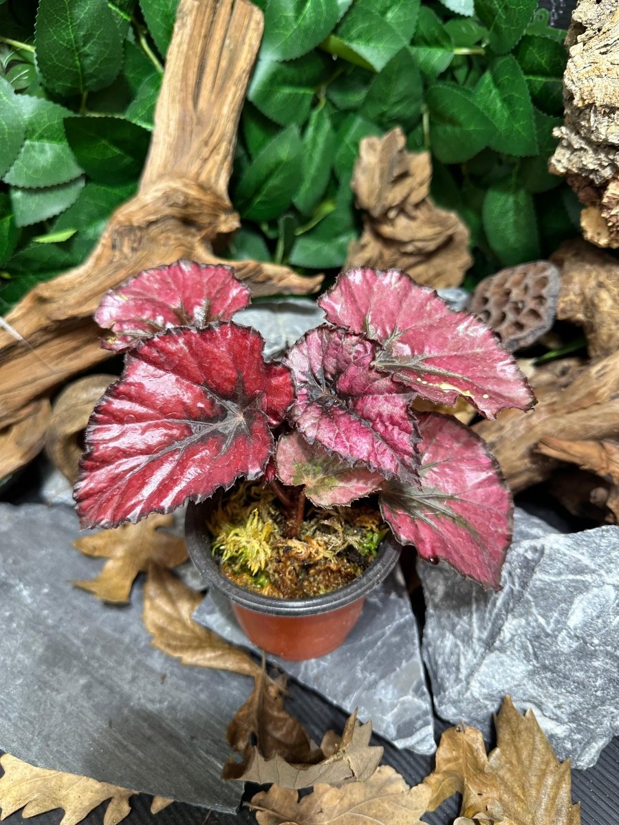 Begonia Rex Putz - TerraLife