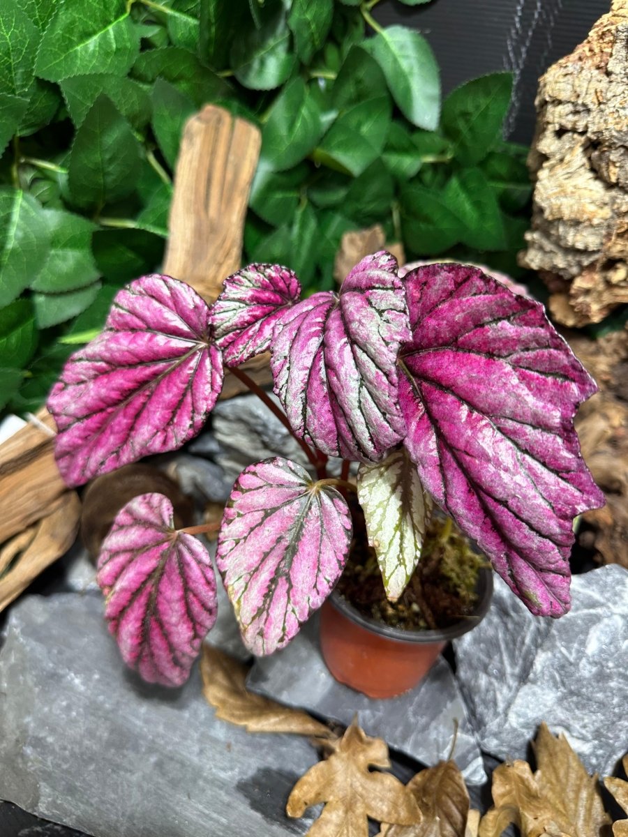 Begonia Rex Putz Hybrid - TerraLife