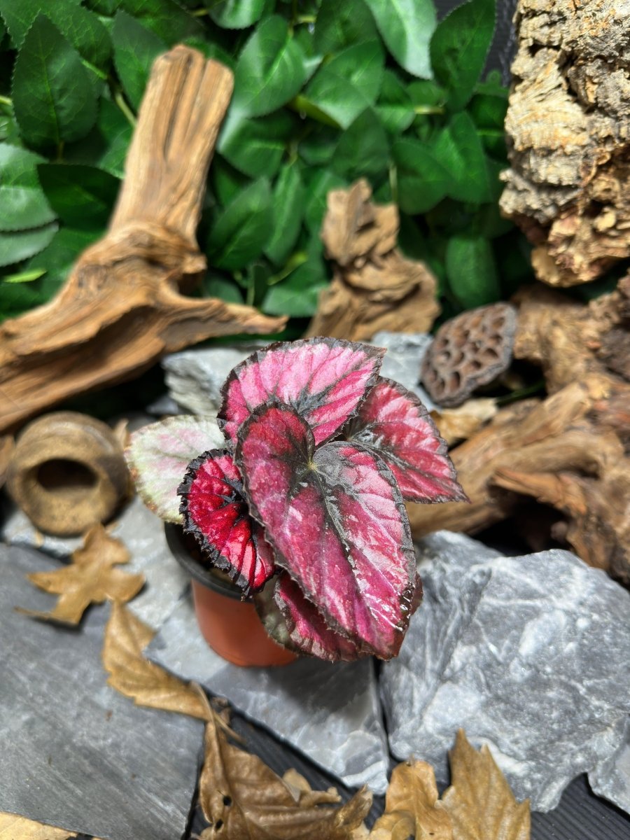 Begonia Rex Red Kiss - TerraLife