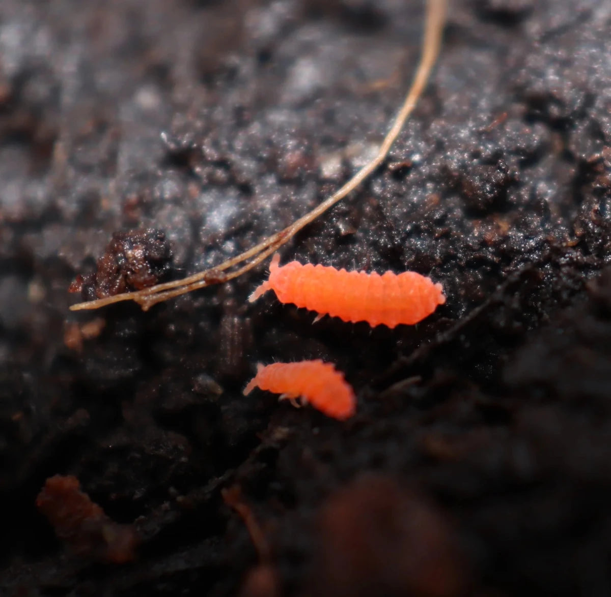 Bilobella Braunerae "Orange" – Collemboles Orange - TerraLife