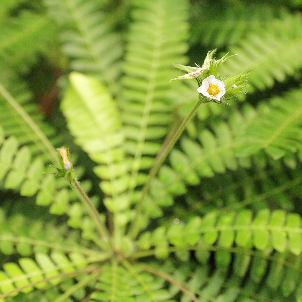 Biophytum Sensitivum - TerraLife