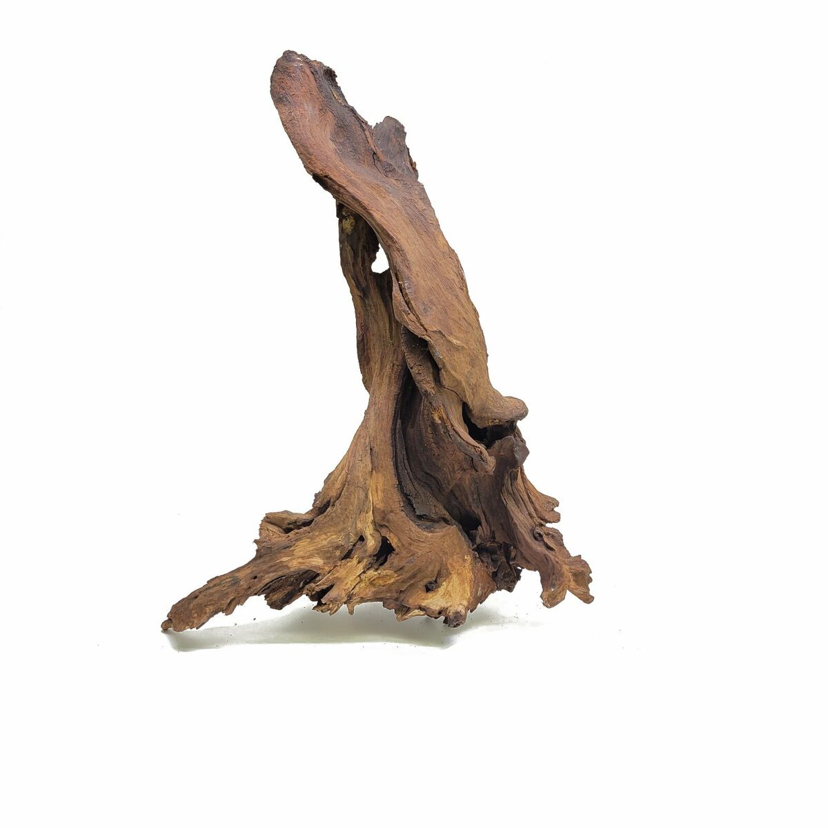 Bois Malaisie Driftwood - TerraLife