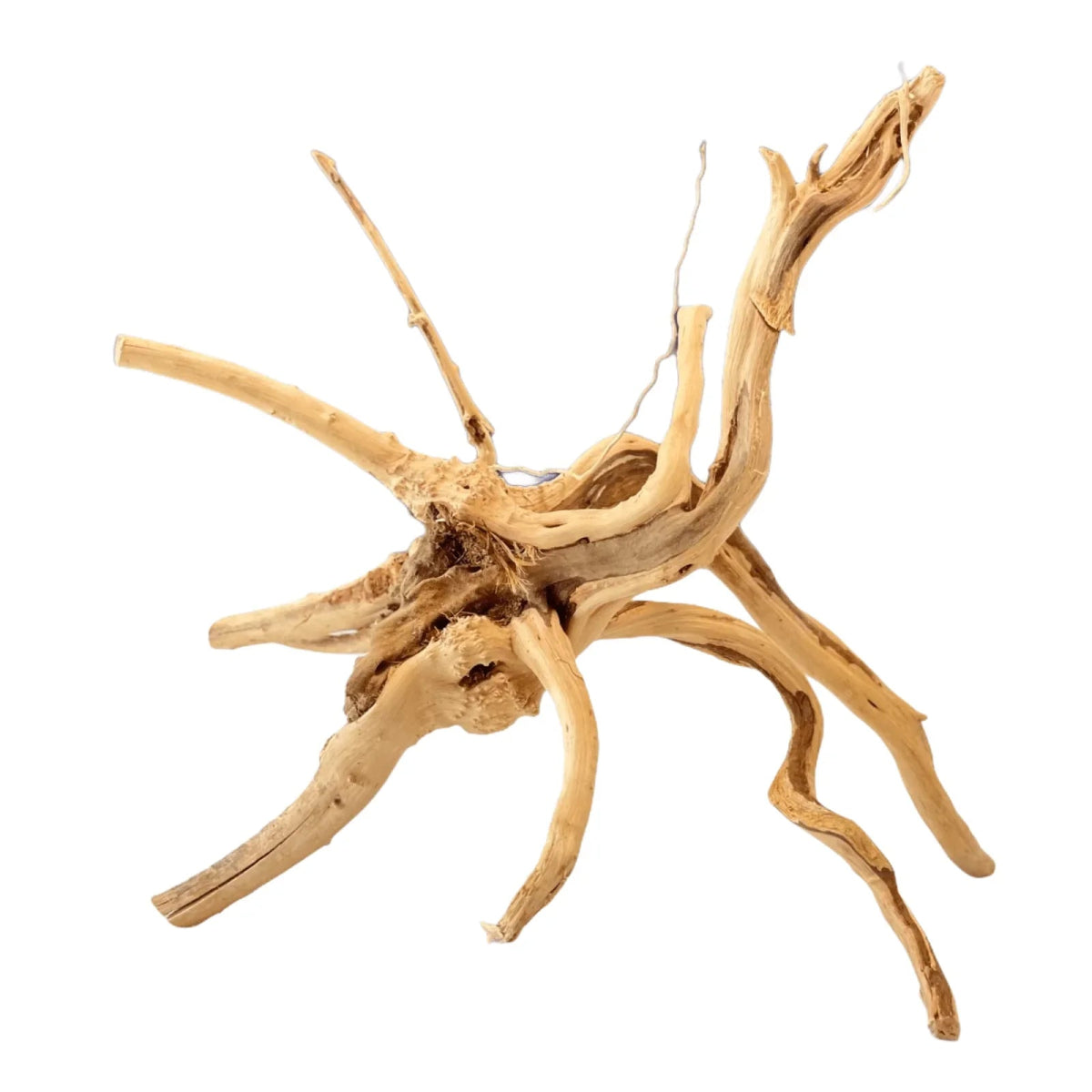 Bois Spider - TerraLife