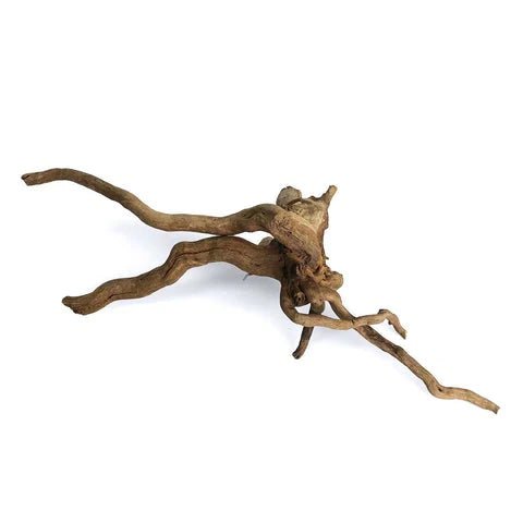 Bois Spider - TerraLife