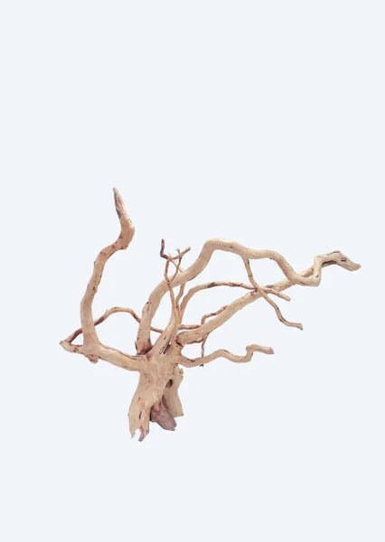 Bois Spider - TerraLife