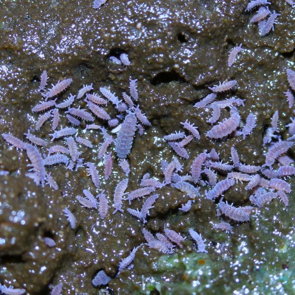 Ceratophysella sp. "Lilac" Collemboles lilas - TerraLife