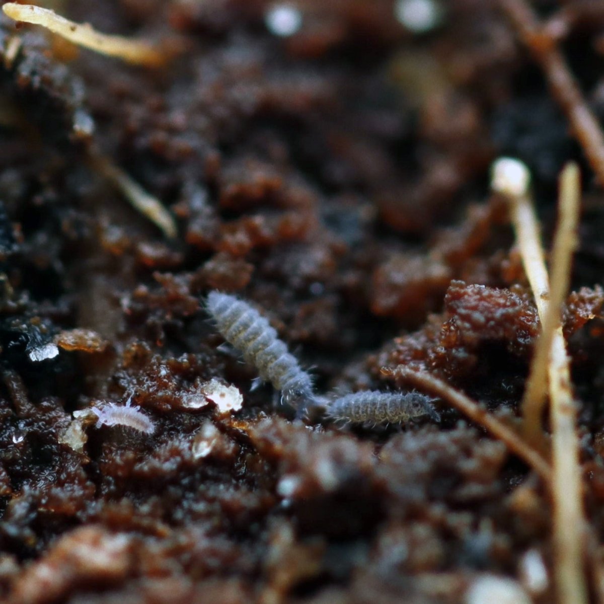 Ceratophysella sp. "Lilac" Collemboles lilas - TerraLife