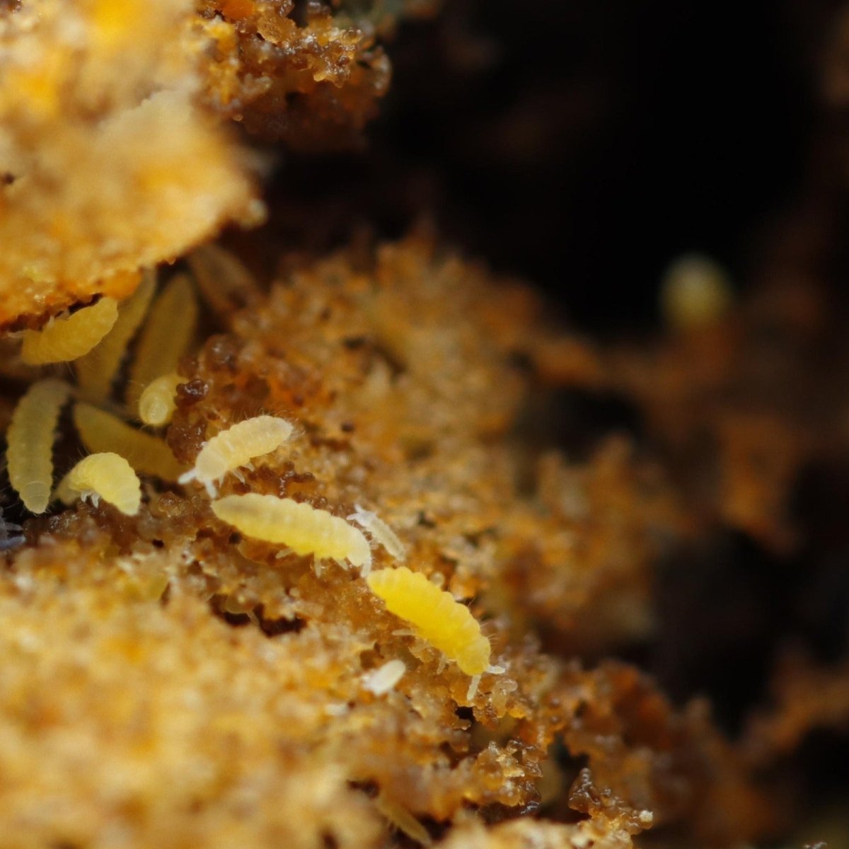 Ceratophysella sp. "Yellow" - TerraLife