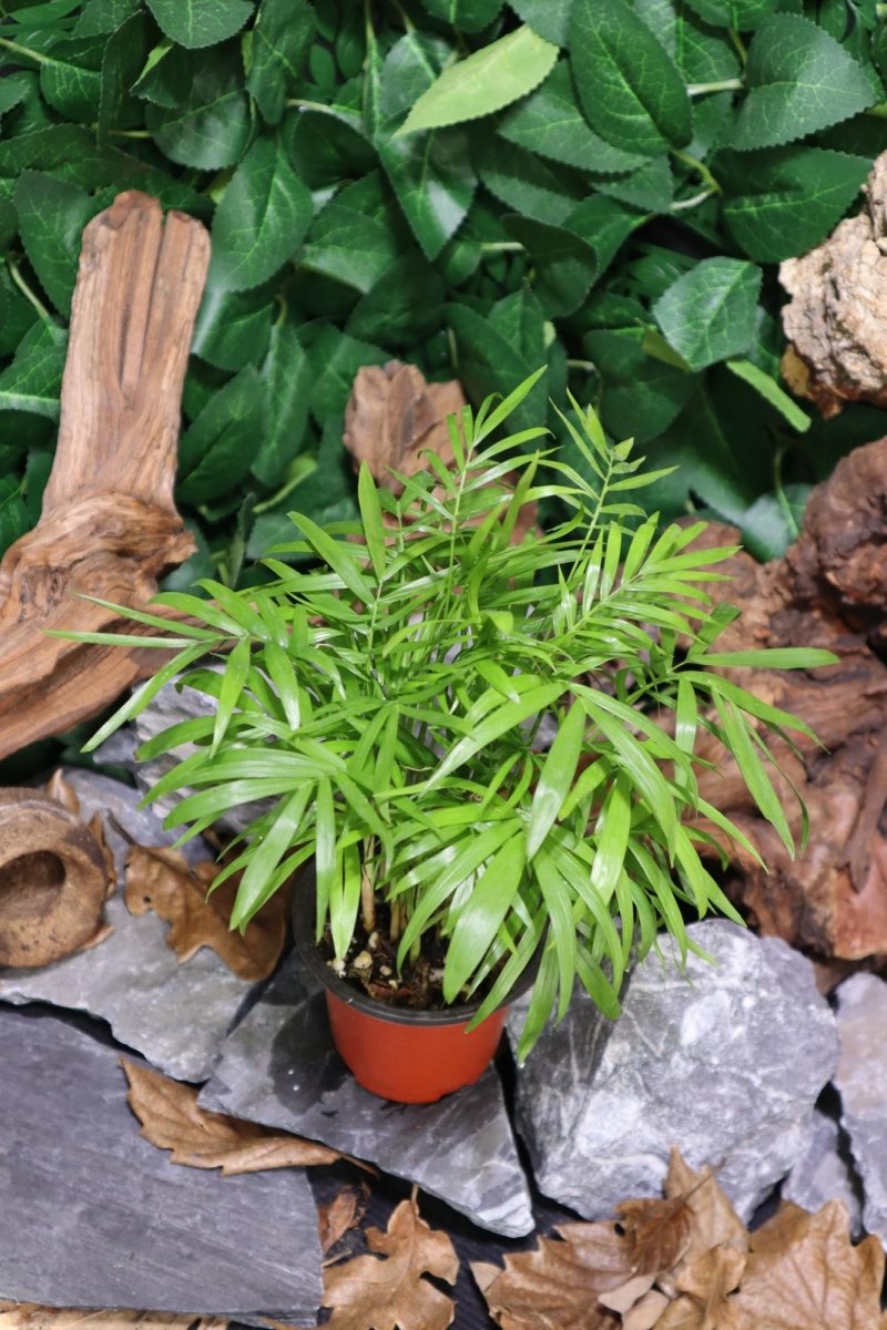 Chamaedorea Elegans - TerraLife