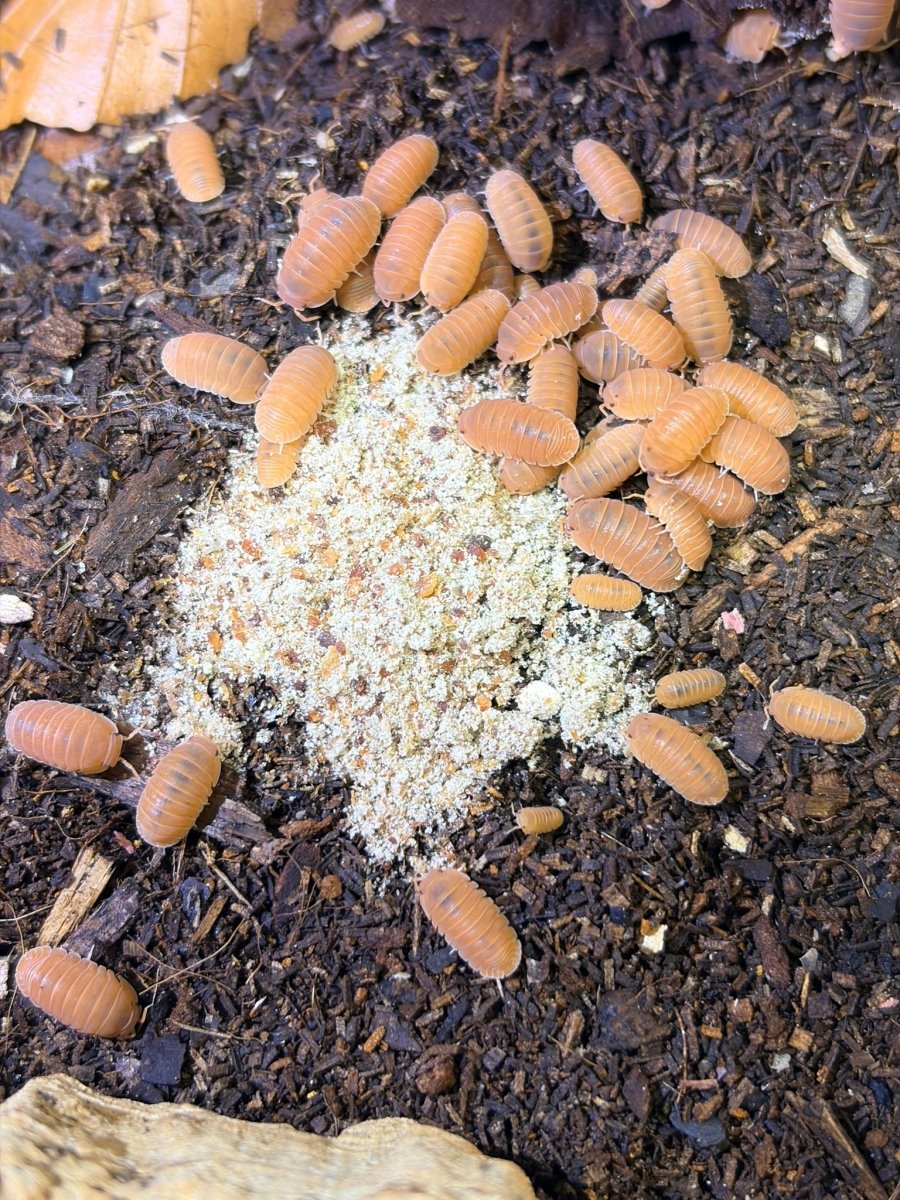 CollectorFuel — Aliment Premium Isopodes Collector | TerraLife - TerraLife