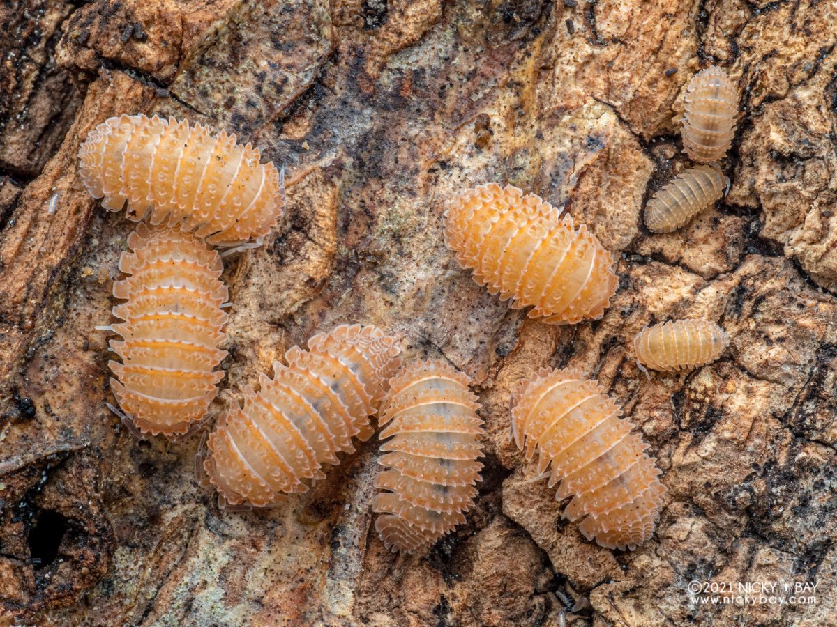 Cristarmadillidium Muricatum - TerraLife