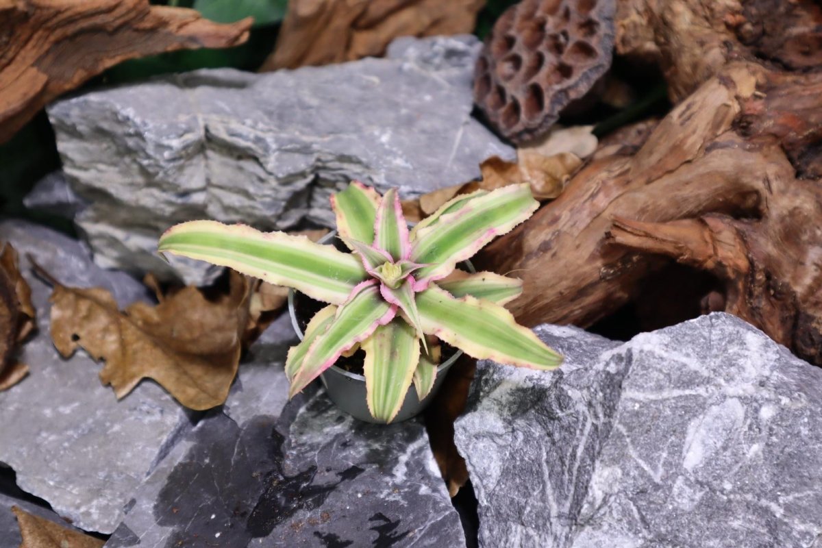 Cryptanthus Bivittatus - TerraLife