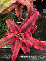 Cryptanthus Bivittatus - TerraLife