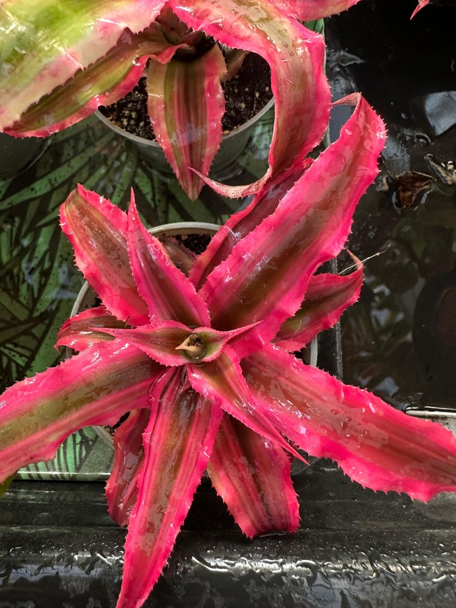 Cryptanthus Bivittatus - TerraLife