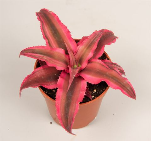 Cryptanthus bivittatus – Étoile de Terre pour Terrarium Tropical - TerraLife