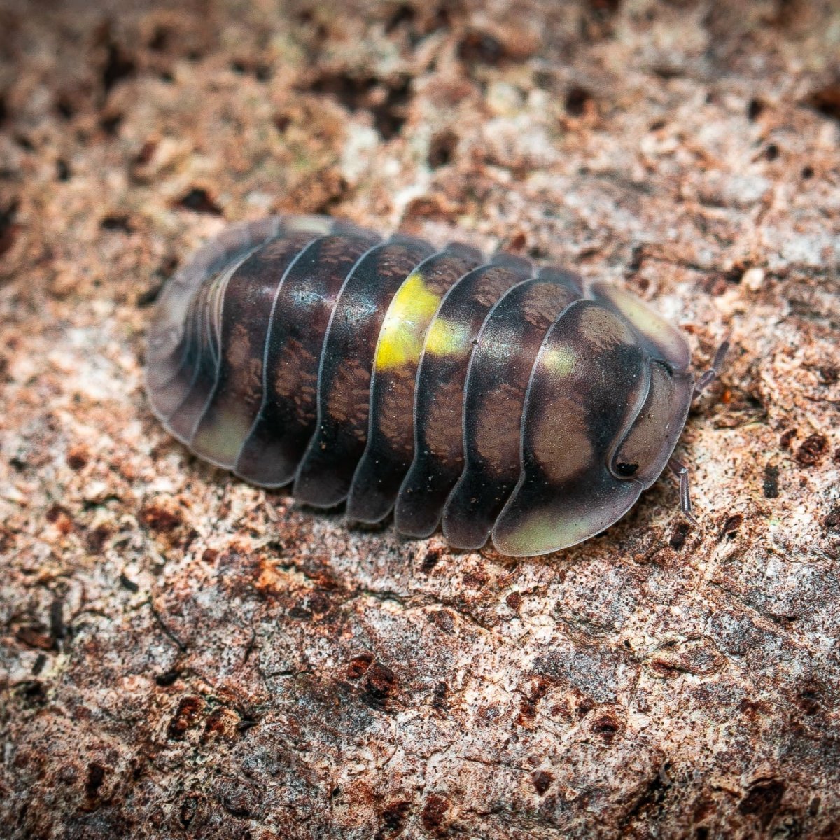 Cubaris sp. "Amber Firefly Bright" - TerraLife