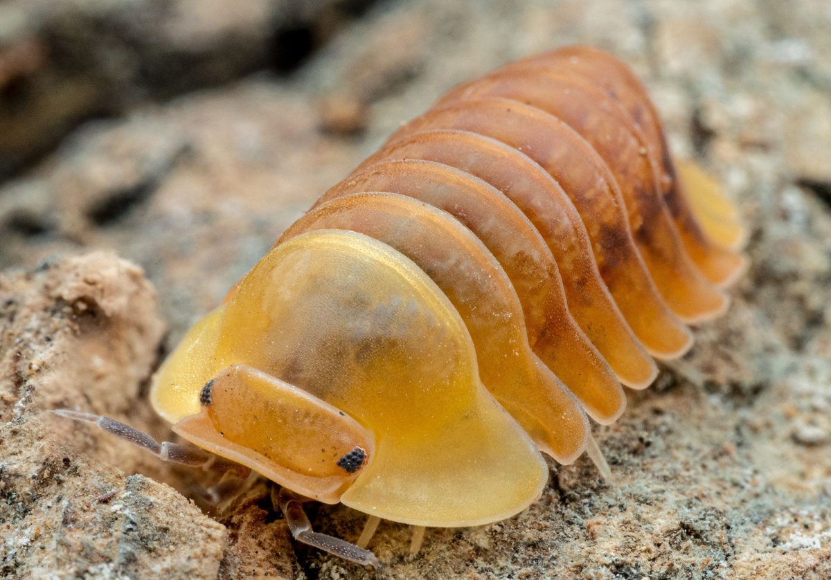 Cubaris sp. "Blond Rubber Ducky" - TerraLife