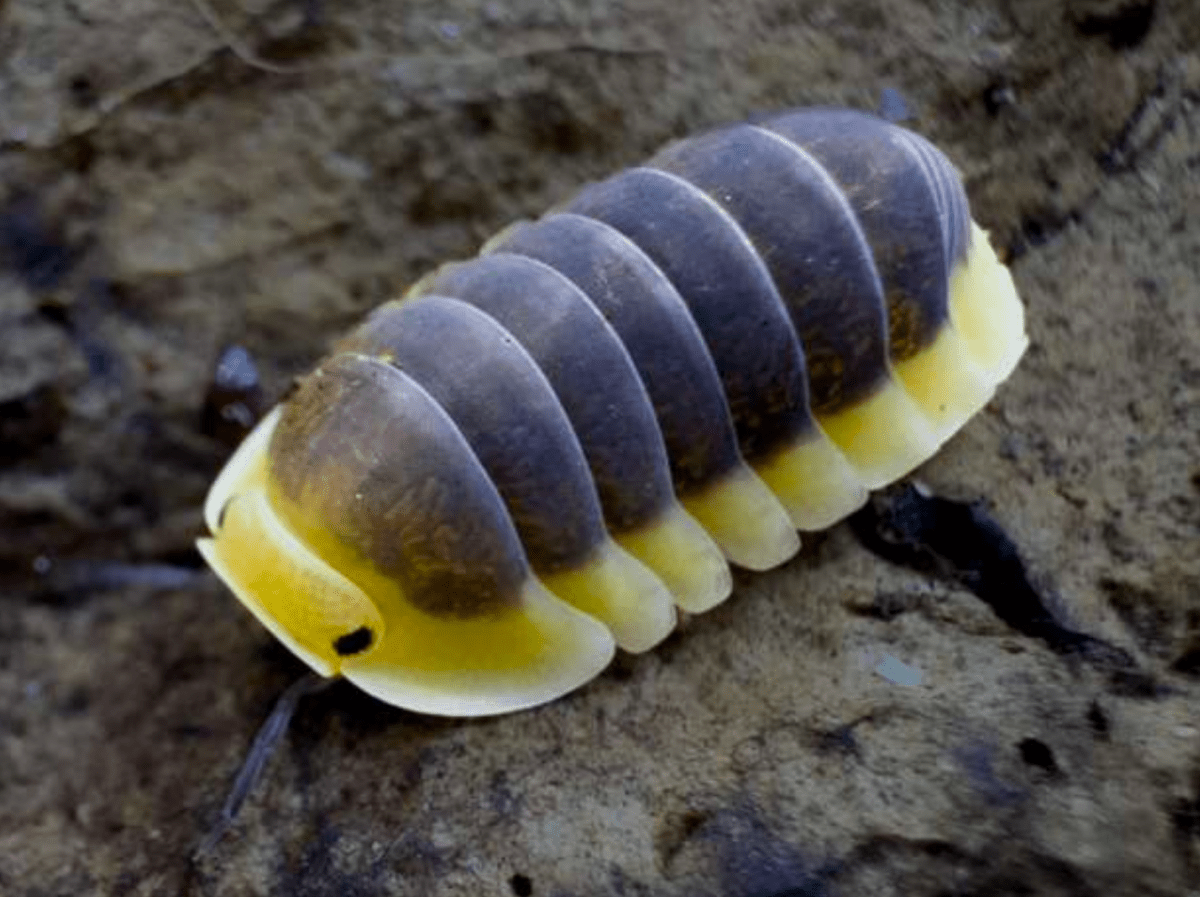 Cubaris sp. "Lemon Blue" – Isopodes Rares - TerraLife