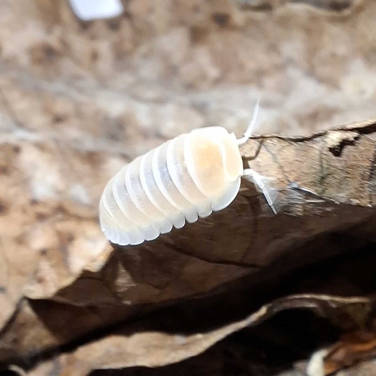 Cubaris sp. Murina "Glacier" - TerraLife