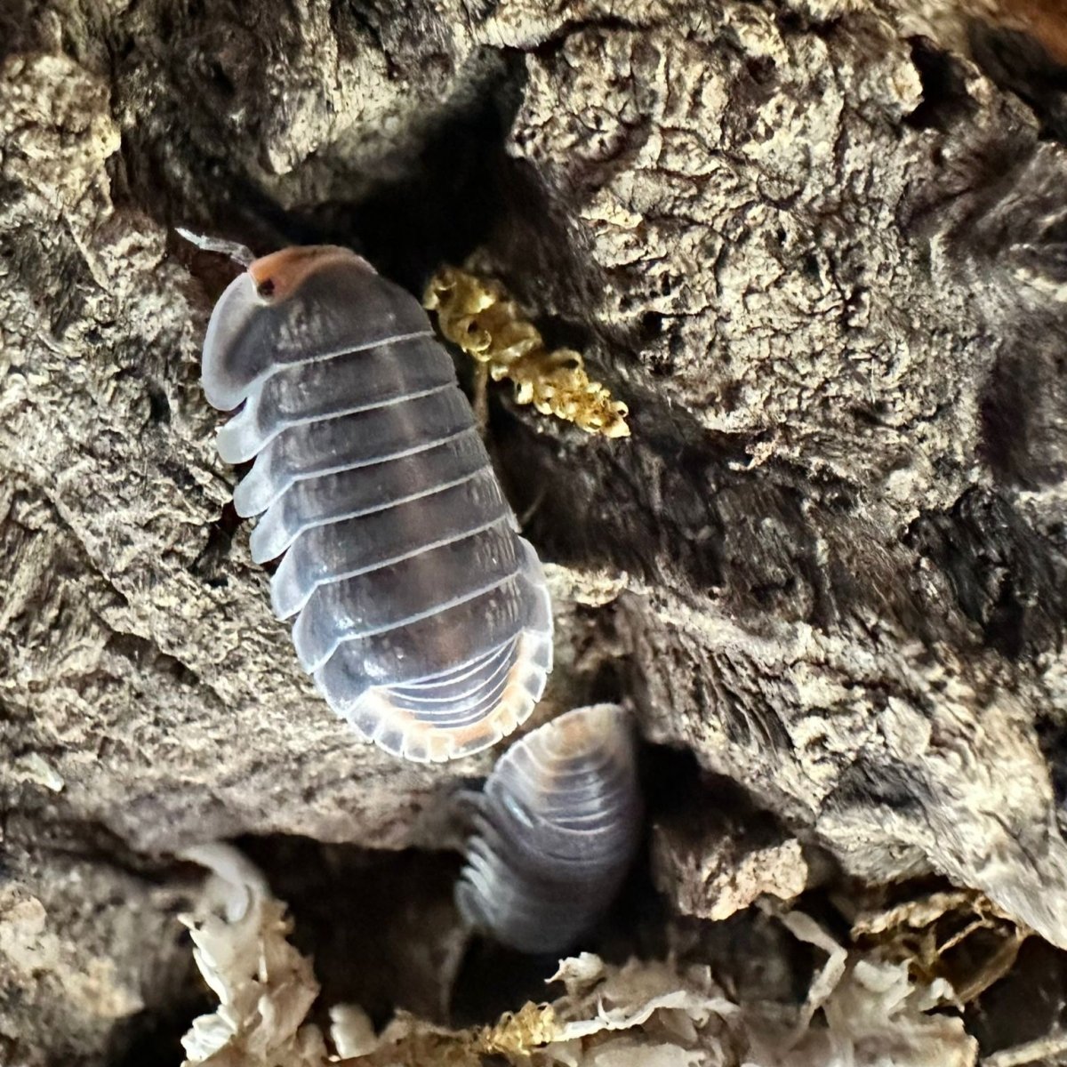 Cubaris sp. "Pak Chong" - TerraLife