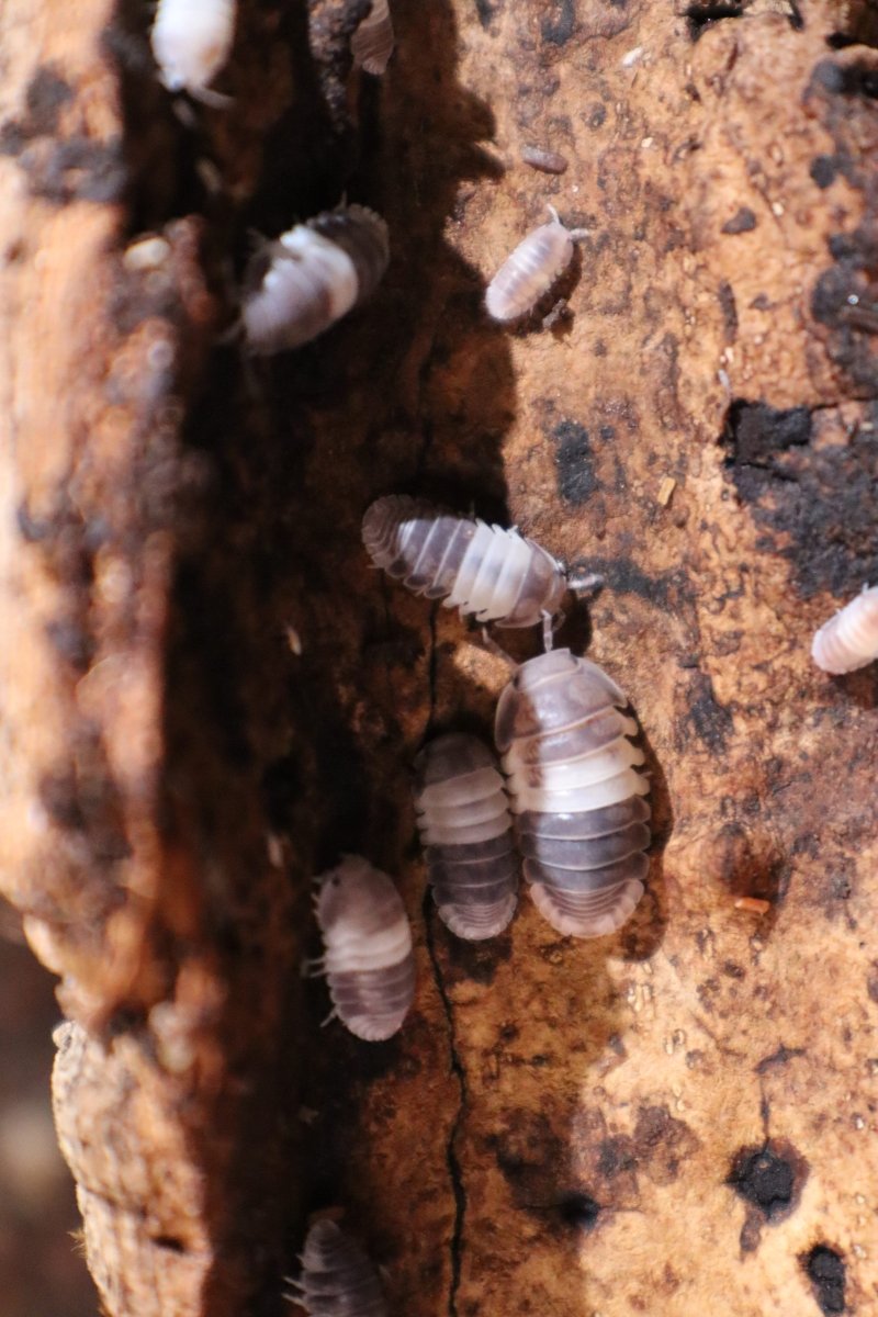 Cubaris SP Panda King - TerraLife