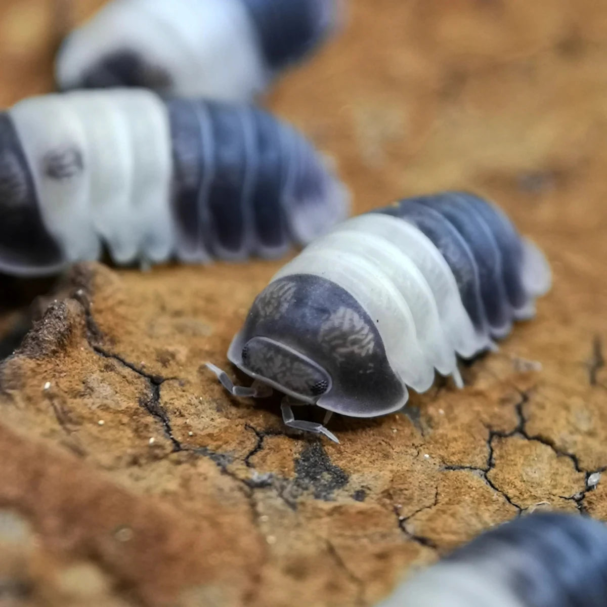 Cubaris sp. "Panda King" - Isopodes Panda - TerraLife
