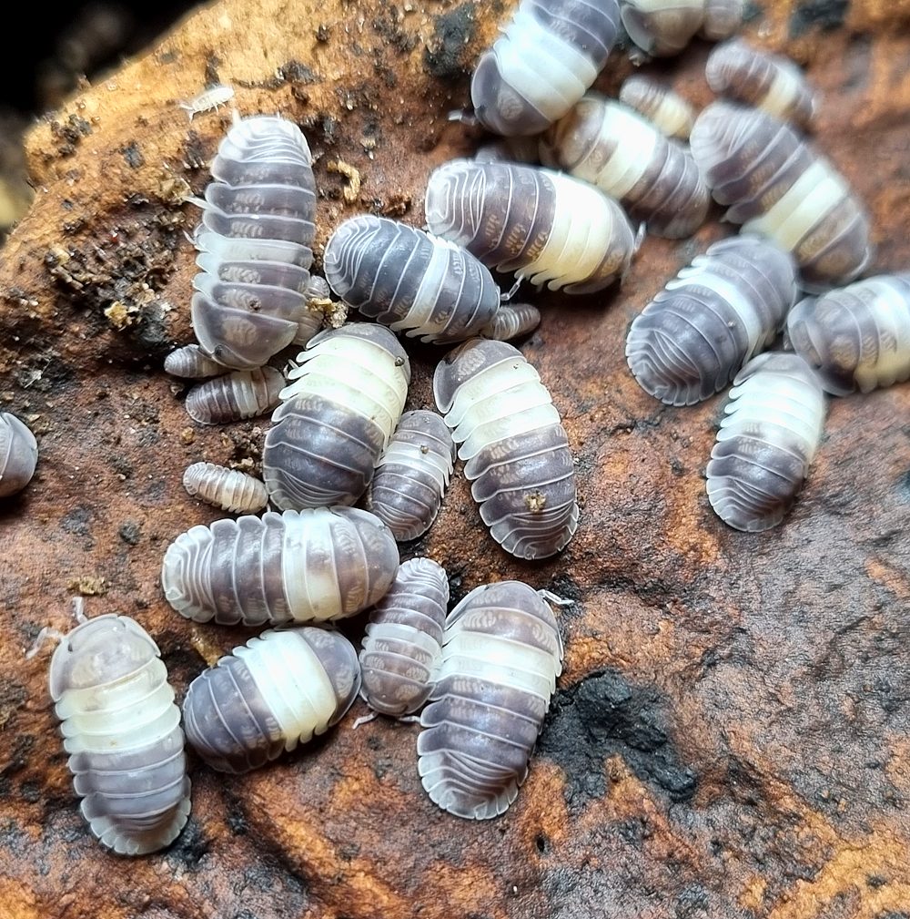 Cubaris sp. "Panda King" - Isopodes Panda - TerraLife