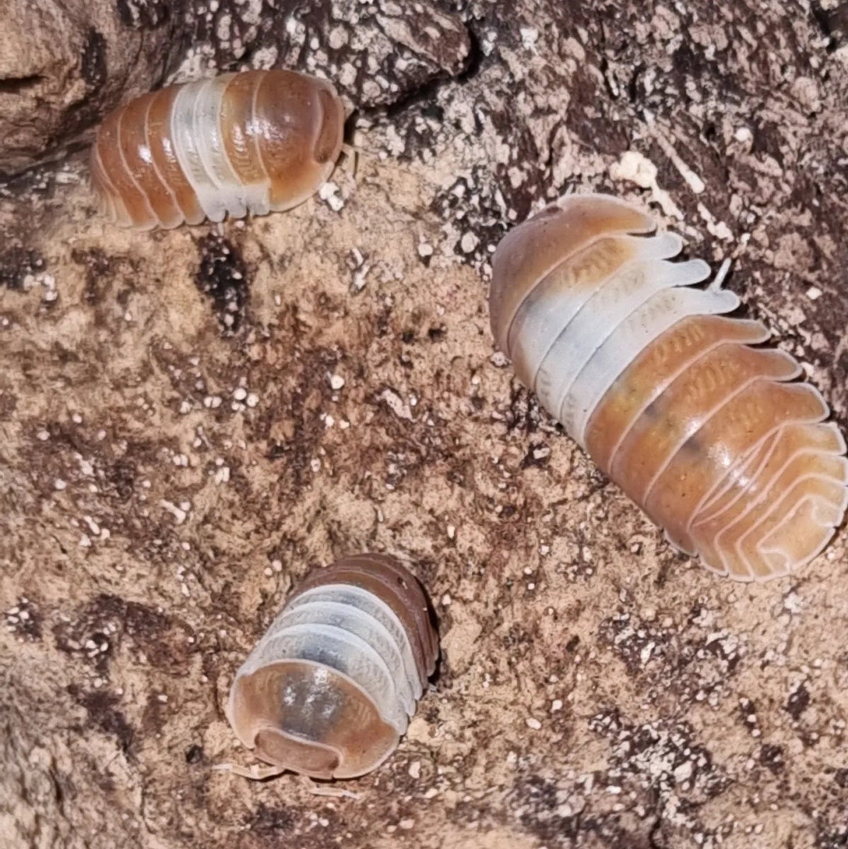 Cubaris sp. "Panda King Red" - TerraLife