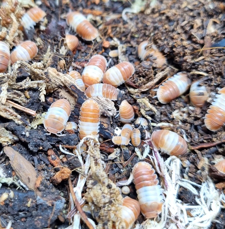 Cubaris sp. "Panda King Red" - TerraLife