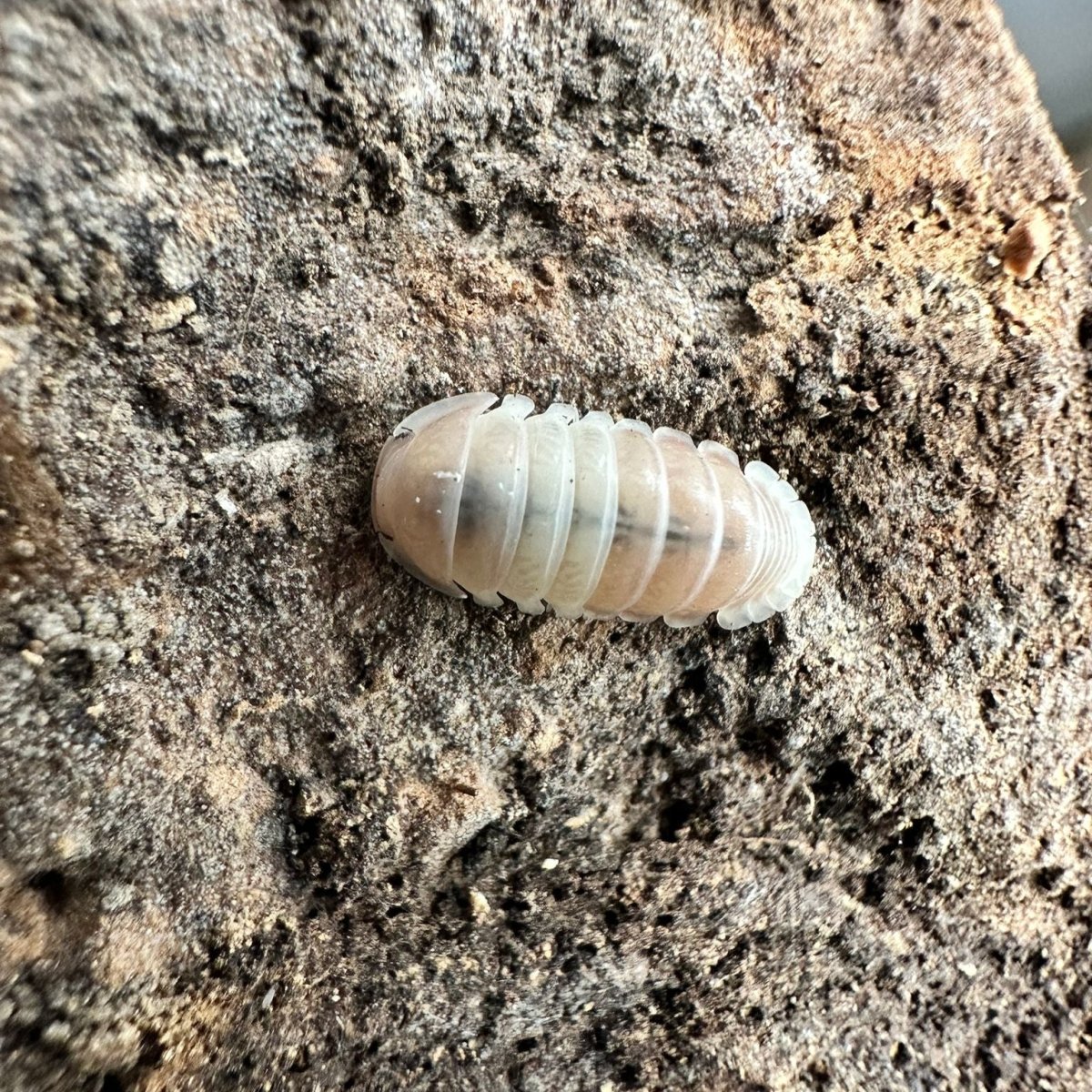 Cubaris sp. "Pink Panda" - TerraLife