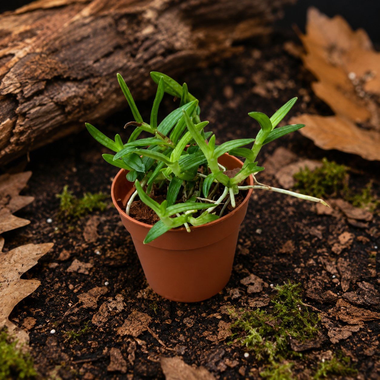 Epidendrum porpax – Orchidée miniature tapissante pour terrarium tropical