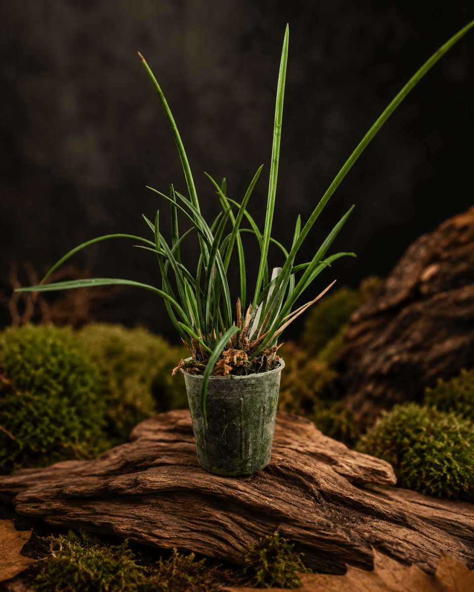 Dendrochilum microchilum – Orchidée miniature à grappes arquées pour terrarium tropical - TerraLife