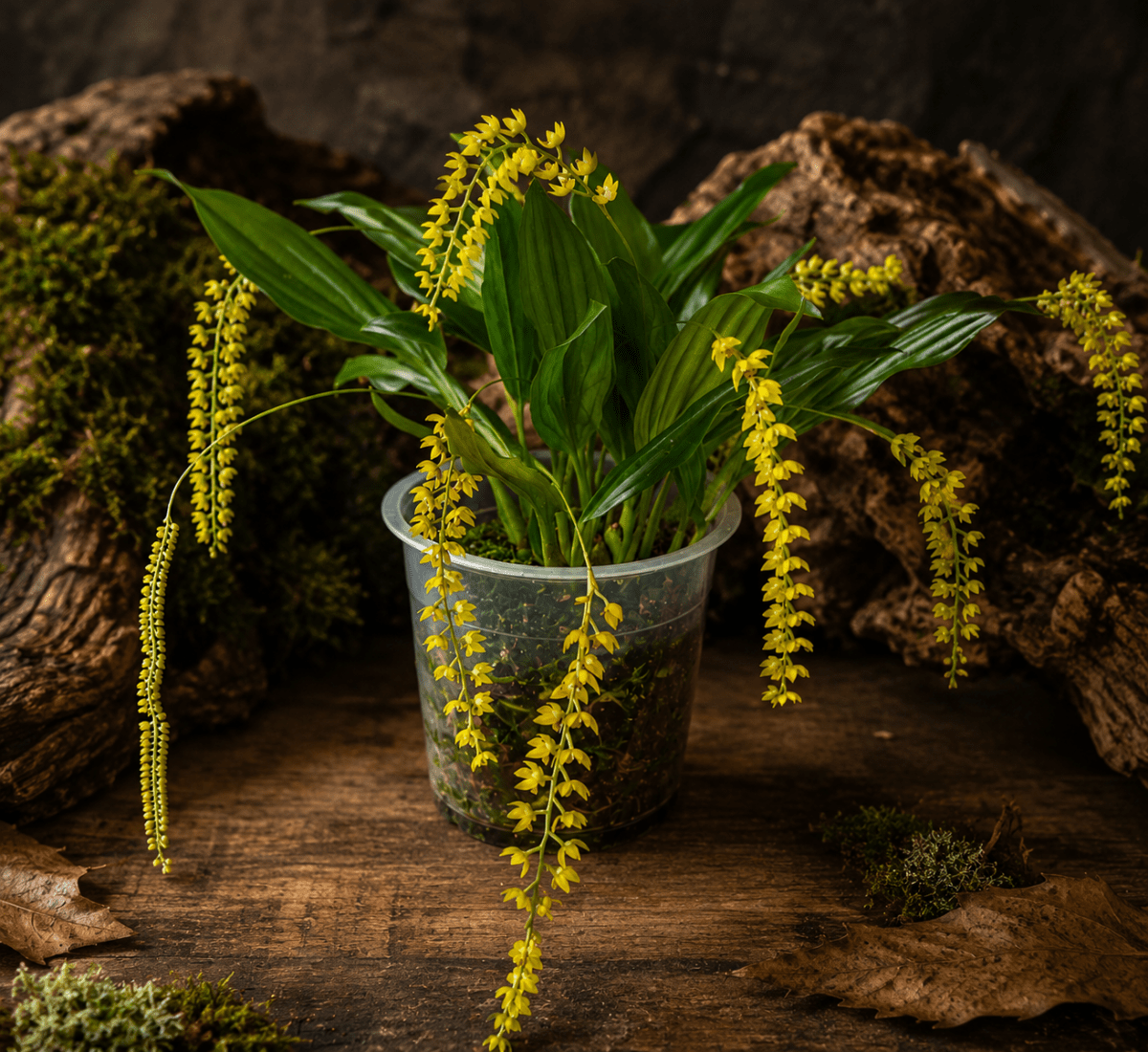 Dendrochilum microchilum – Orchidée miniature à grappes arquées pour terrarium tropical - TerraLife