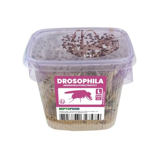 Drosophiles Hydei L - TerraLife