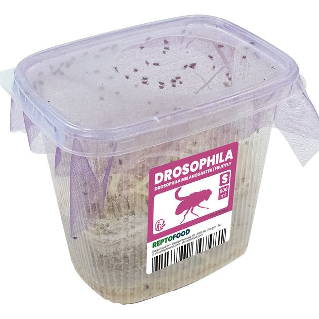 Drosophiles Melanogaster S - TerraLife