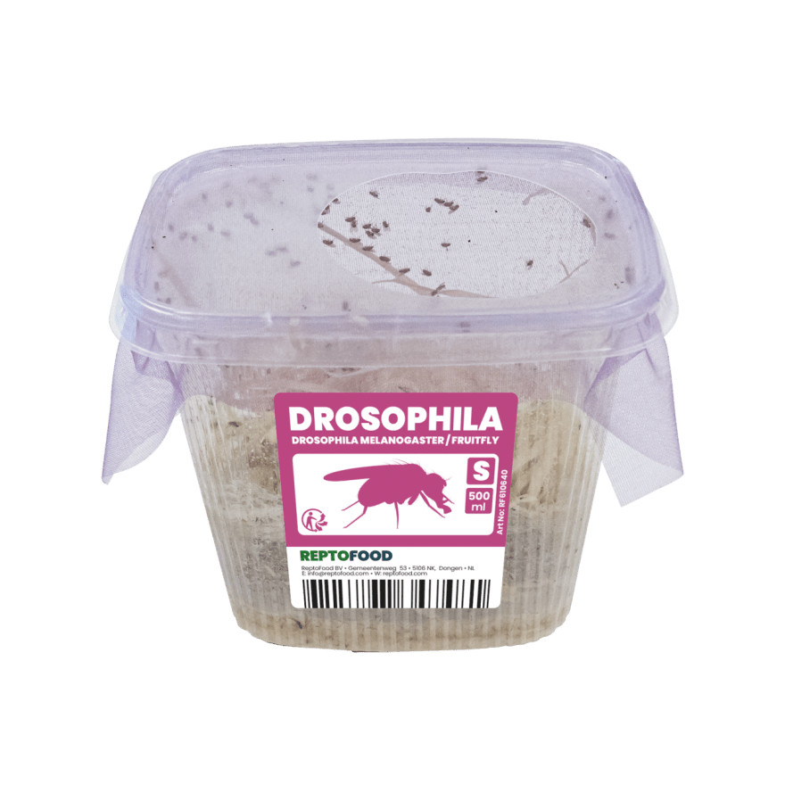 Drosophiles Melanogaster S - TerraLife