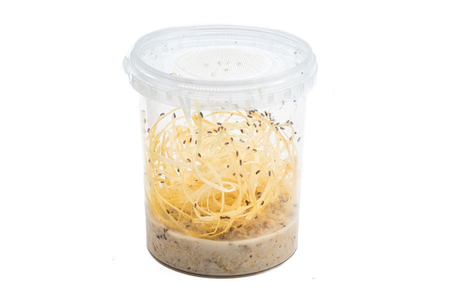 Drosophiles Melanogaster S – Mouches Vivantes Petites - TerraLife