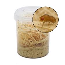 Drosophiles Melanogaster S – Mouches Vivantes Petites - TerraLife