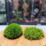 Duo Mousses – Cushion Moss + Mousse de Forêt