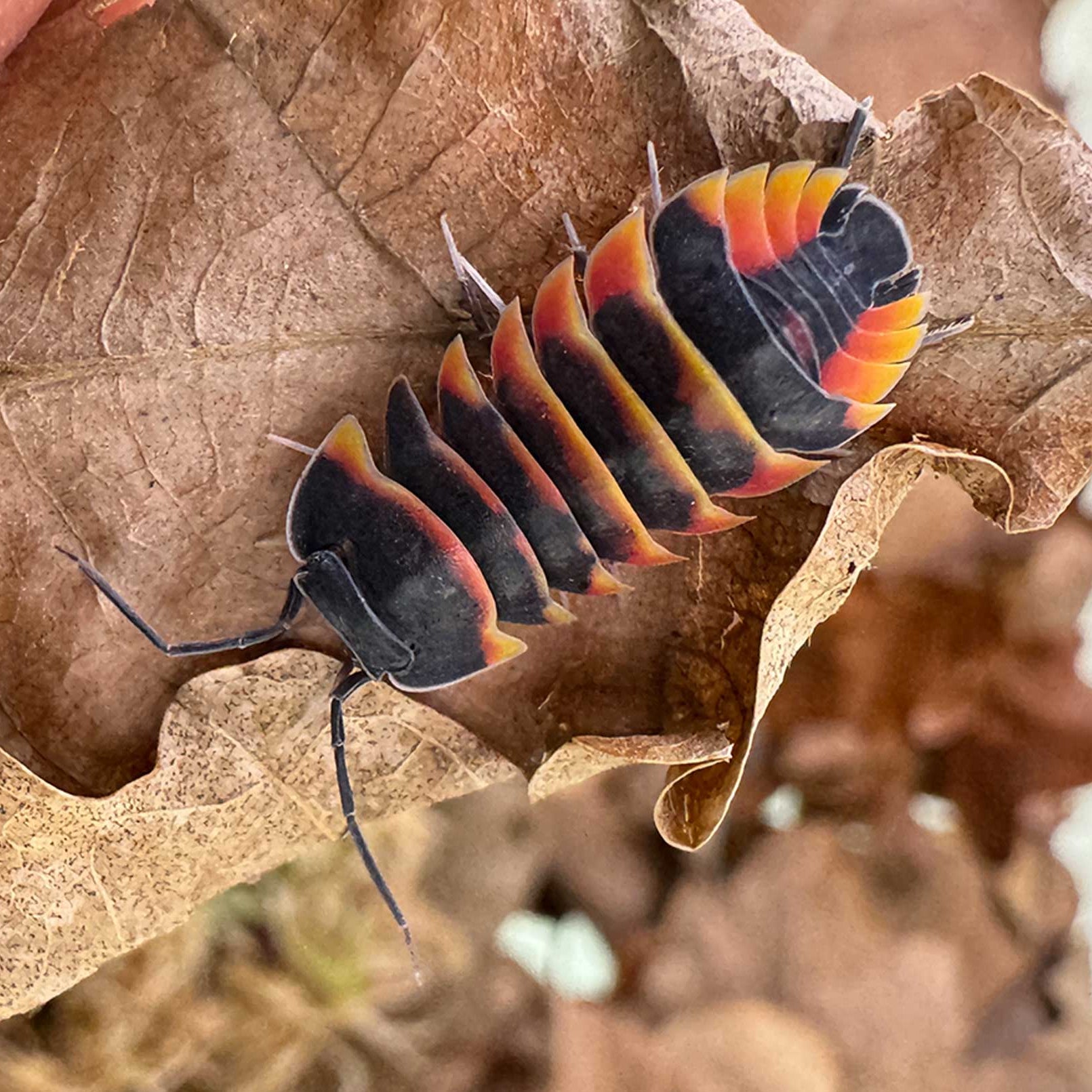 Ardentiella sp. "Ember Bee" - Isopodes Abeille