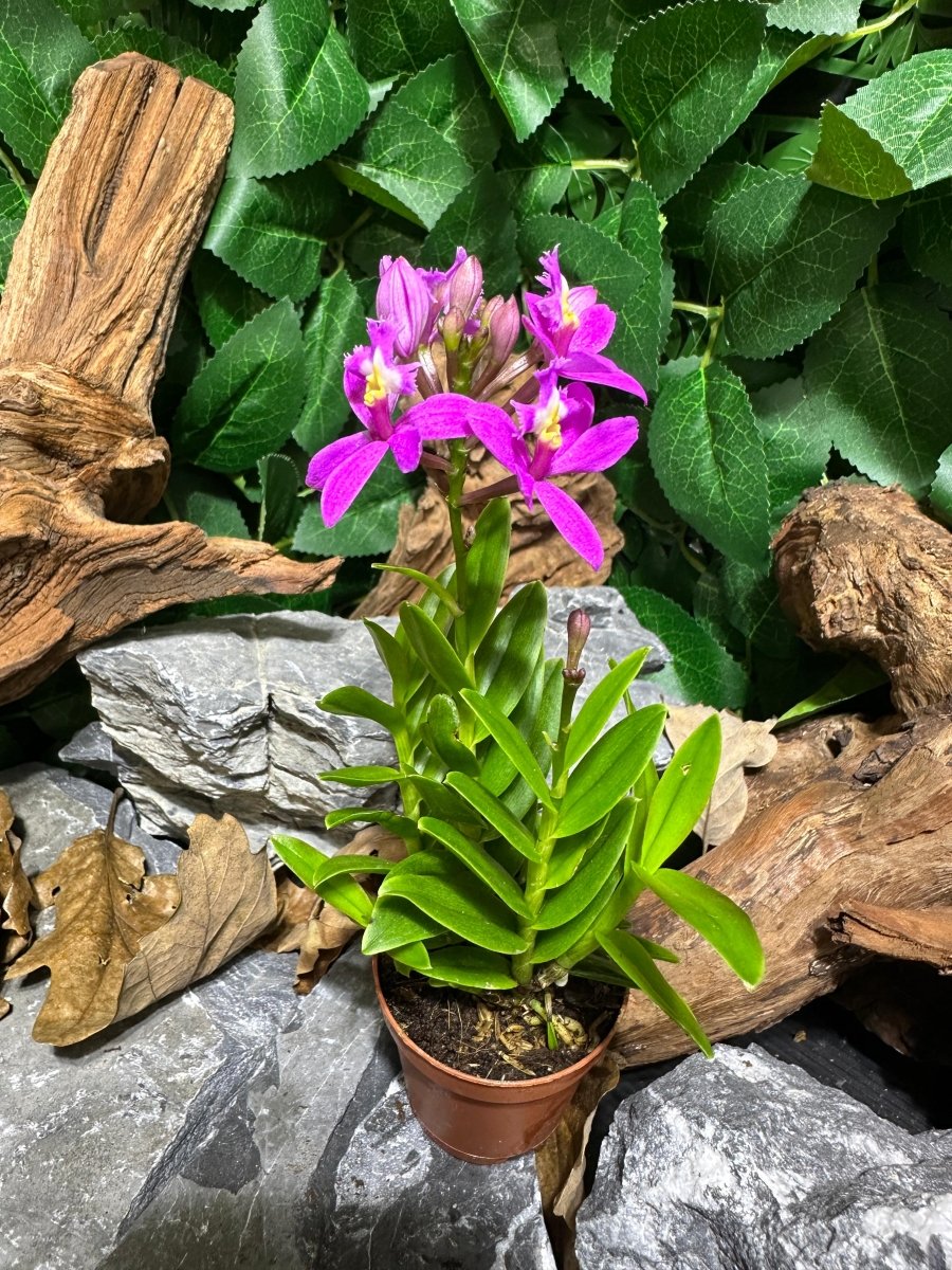 Epidendrum ibaguense – Mini Orchidée - TerraLife