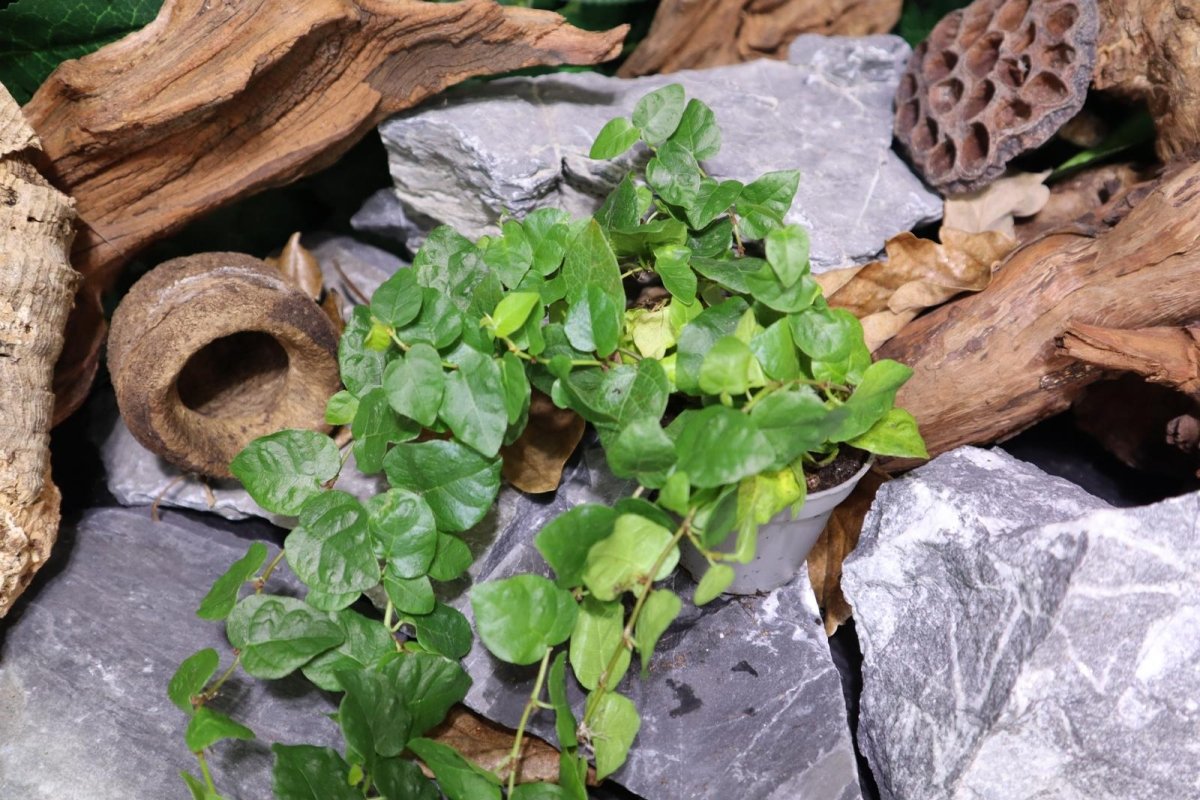 Ficus Pumila "Sunny Green" - TerraLife