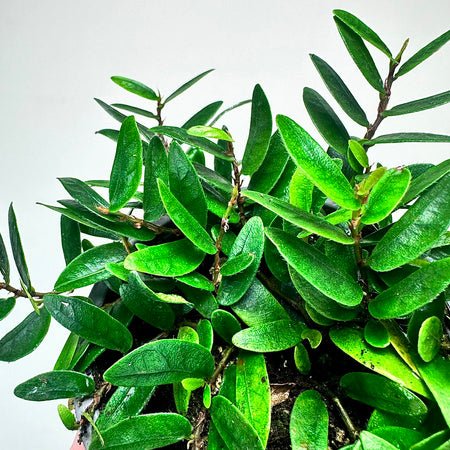 Ficus Punctata - TerraLife